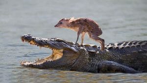 Animales que salvan animales ¿Es posible que sientan amor por otras especies?