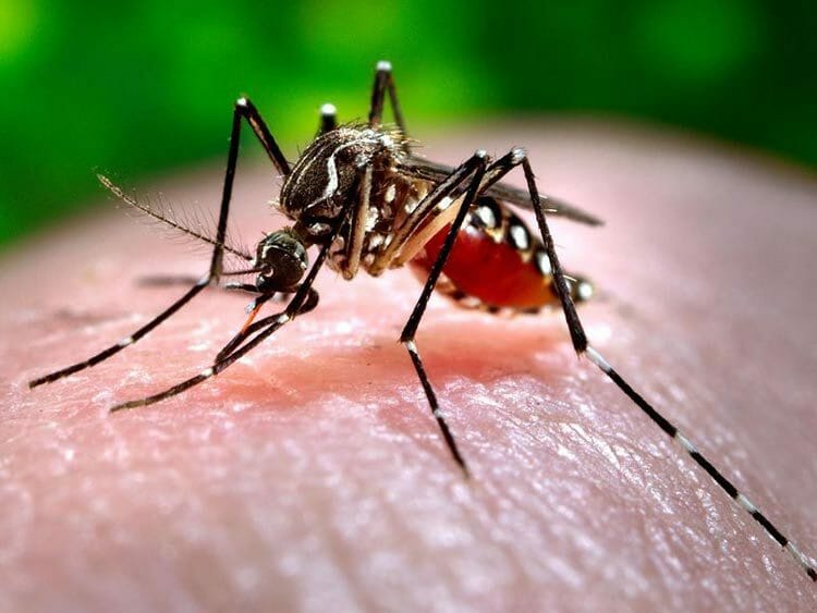 Por qué los mosquitos zumban en los oídos