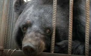 Lo compraron creyendo que era perro ¡Pero era un Oso!