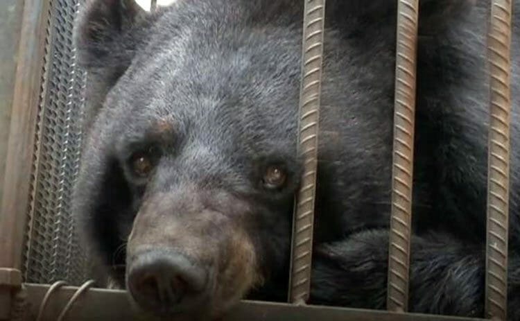 Lo compraron creyendo que era perro ¡Pero era un Oso!