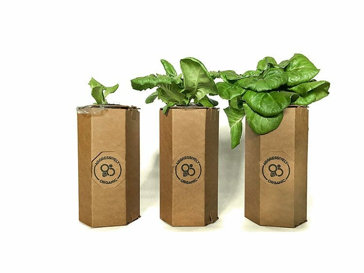 Más lechuga barata – hágala crecer en casa